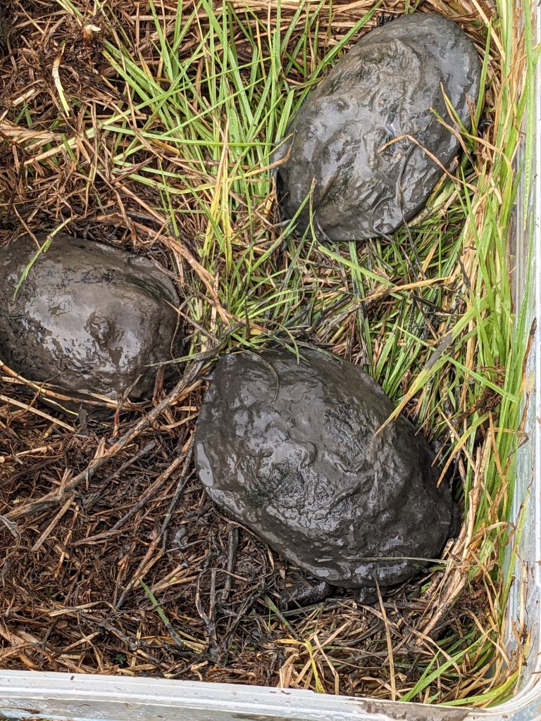 Three of the turtles found in the dam placed in a box of grass ready for transport.