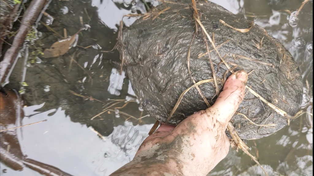 A turtle being placed gently in a creek